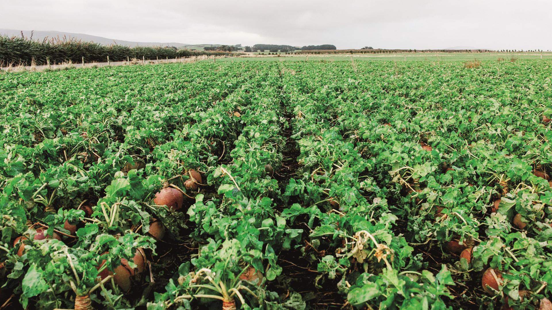 New seed treatment improves forage cabbage yields